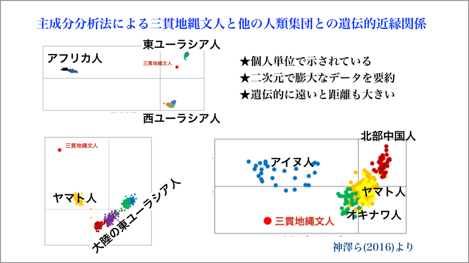 主成分分析法による三貫地縄文人と他の人類集団との遺伝的近縁関係